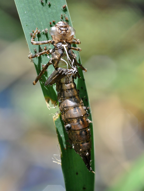 Di chi sono queste exuvie? Aeshna cyanea